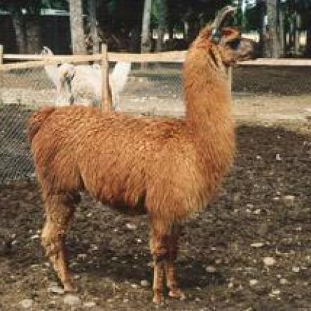 Argentine llama