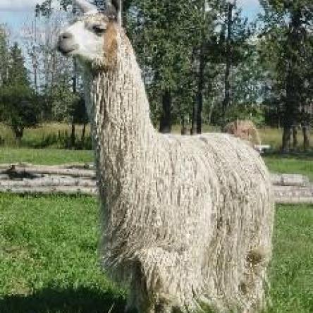 Amaretto 2 suri llama