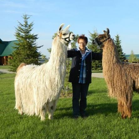 Amaretto suri llamas