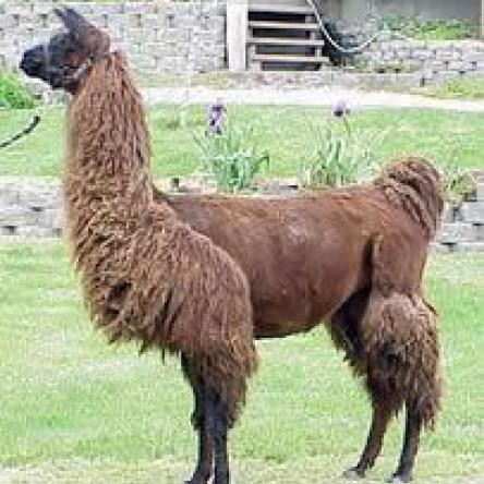 Argentine llama