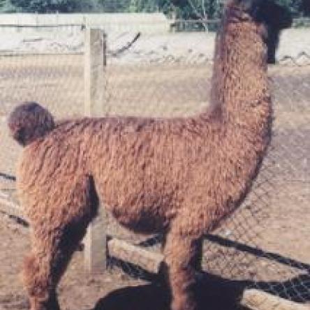 Argentine llama