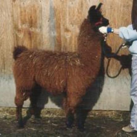 Argentine llama