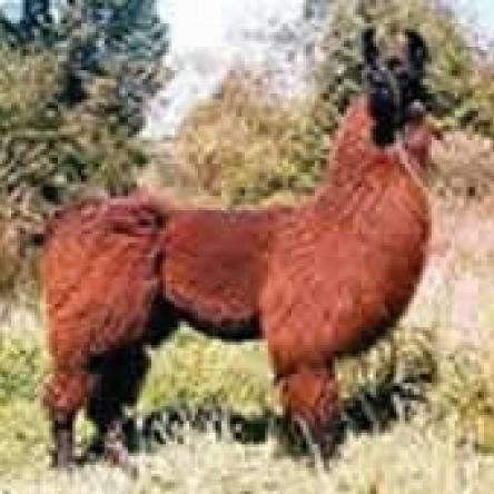 Argentine llama