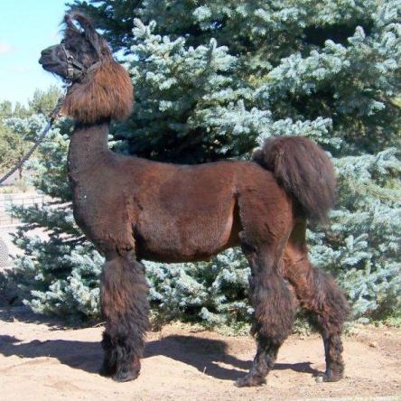 Kobra`s Kornerstone argentine llama