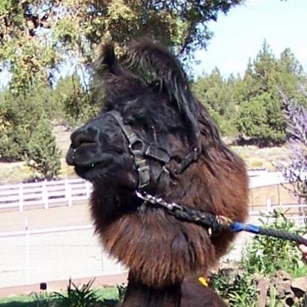 Kobra`s Kornerstone argentine llama