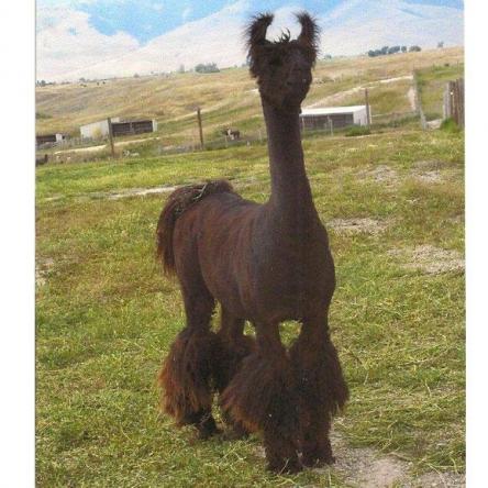 Kobra`s Kornerstone argentine llama