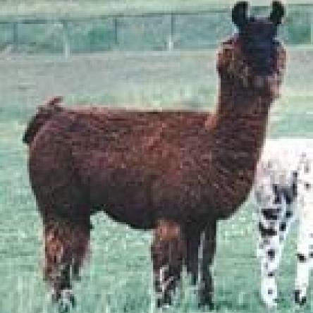 argentine llama