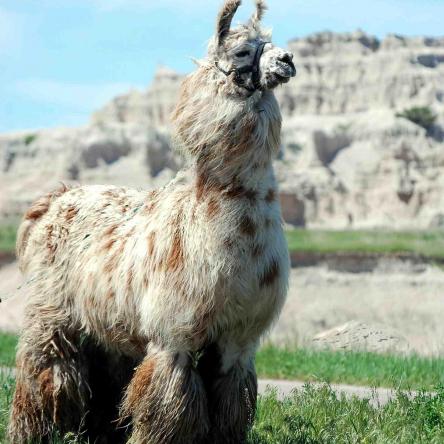 Argentine llama