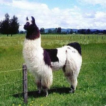 Argentine llama