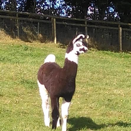 llama cria for sale