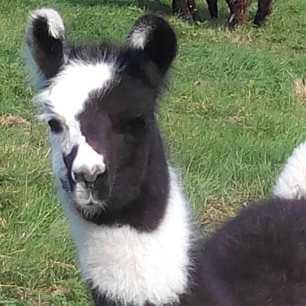 llama for sale
