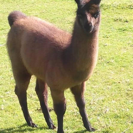 female cria