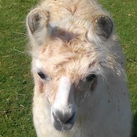 Llamas for sale