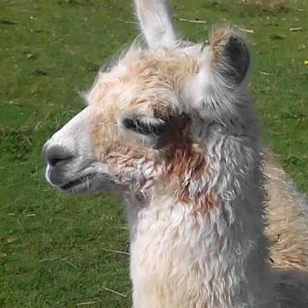 llama cria for sale