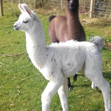 Bowie llama cria
