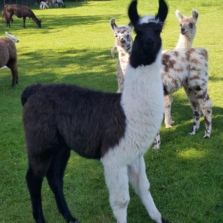llama cria for sale