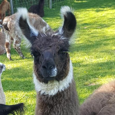 llama cria