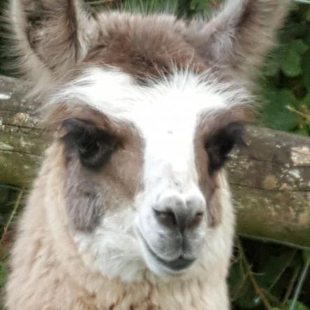 llama for sale