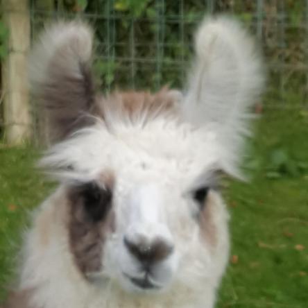 llama cria