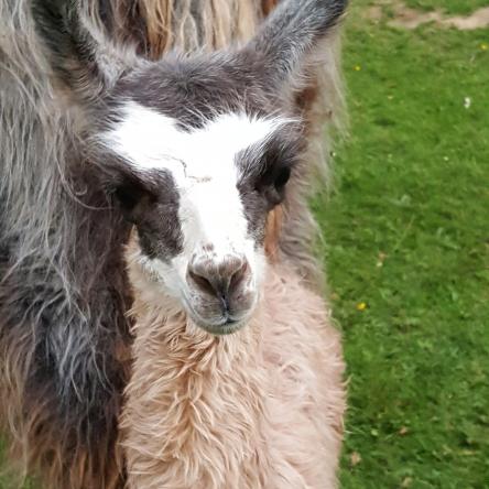 llama cria