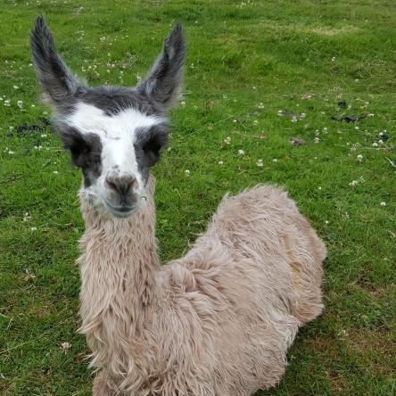llama cria