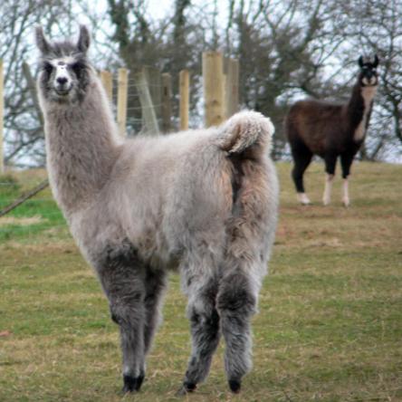 Blue belle llamas