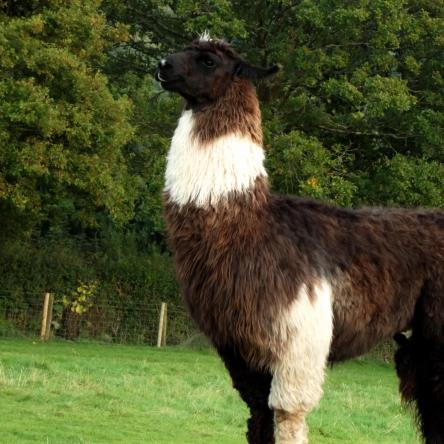 llama stallion