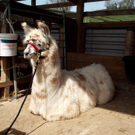 halter training llamas