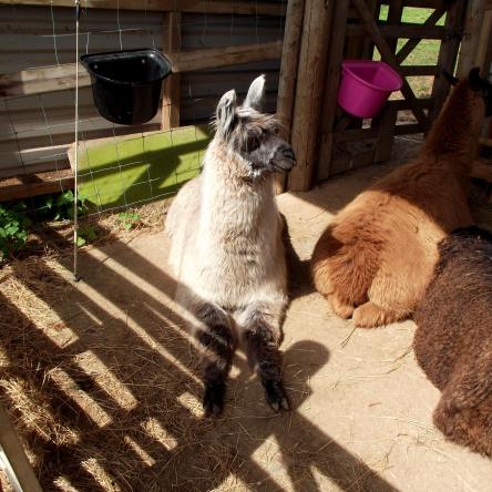 young llama
