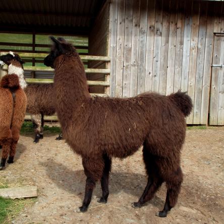 potential stud llama