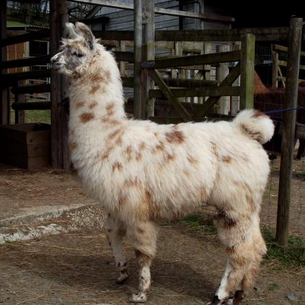spotty llama