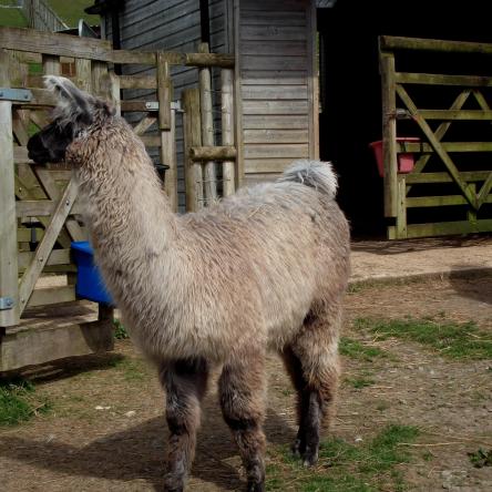 male llama