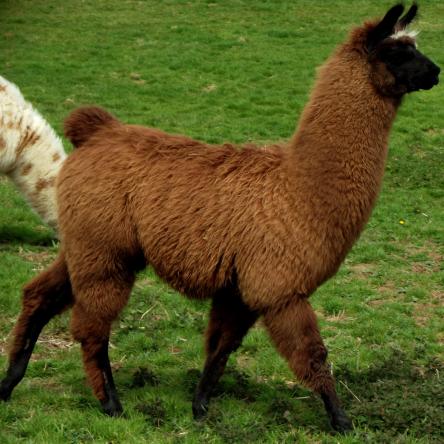llama for sale