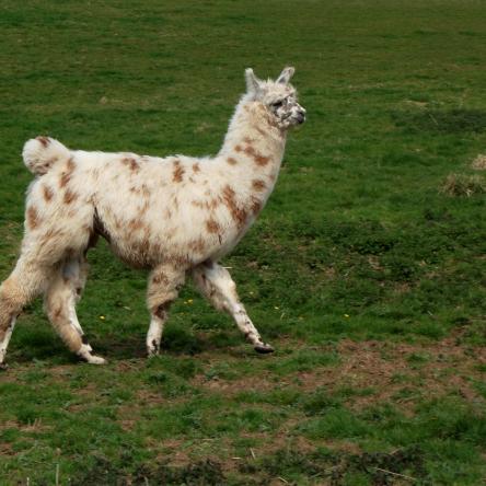 appaloosa llama