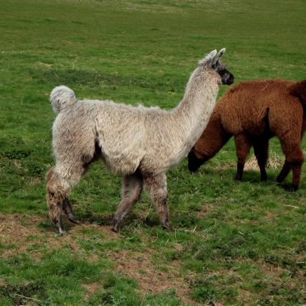 weanling llama