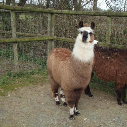 female llama
