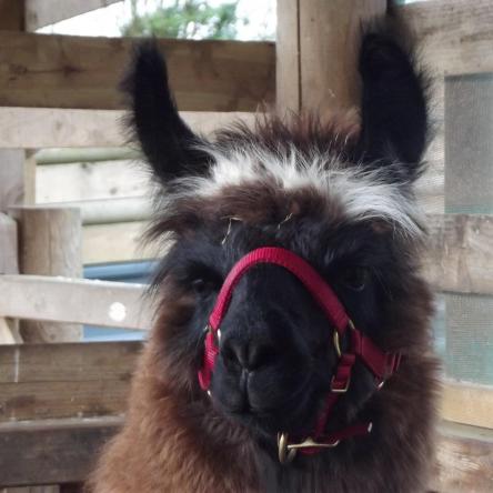 halter-trained llamas