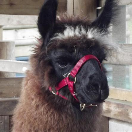 halter training llamas