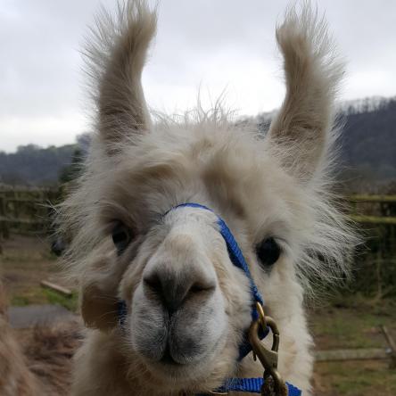 Bowie llama halter