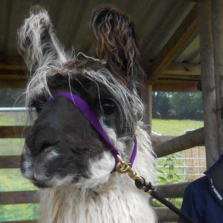 trekking llama