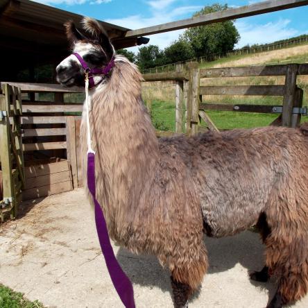Cadenza female llama