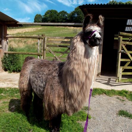 Cadenza female llama