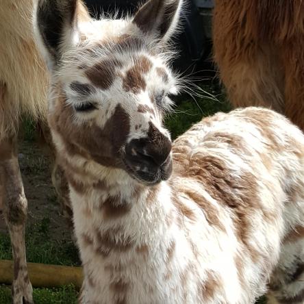 llama cria for sale