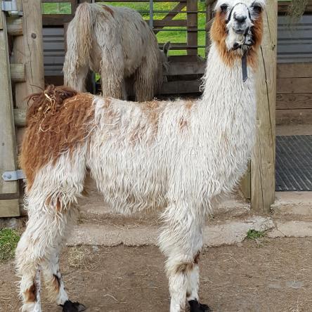 suri llama