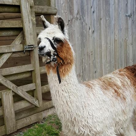 suri llama