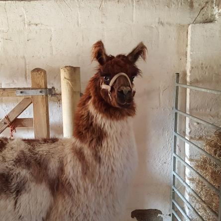 argentine llama