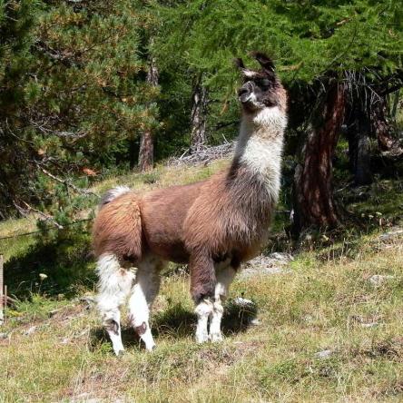 female llama