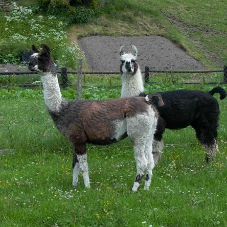 breeding llamas