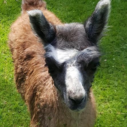llama cria