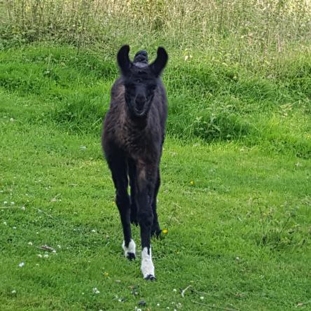llama cria